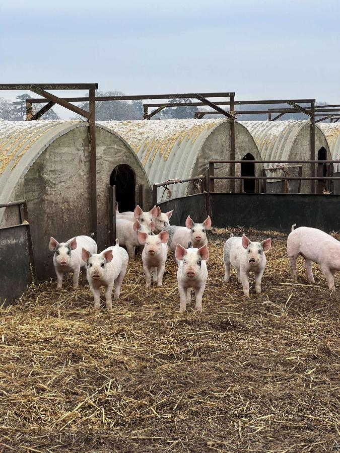Willow Barn Luxury Countryside Accommodation In Bury St Edmunds Bury St. Edmunds Eksteriør bilde